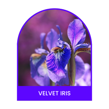 Velvet Iris Soap Bar 10ml for Hotels & Spa's